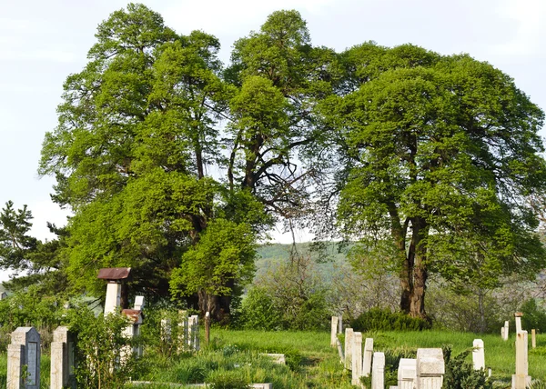 Countryside cemetery with green grass and trees — Stock Photo, Image