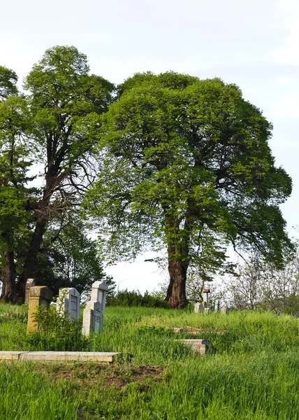 Vidéki temető, zöld fű és a fák — Stock Fotó