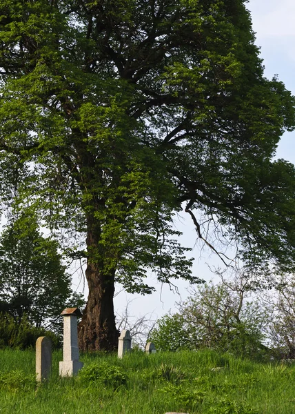 Landfriedhof mit grünem Gras und Bäumen — Stockfoto