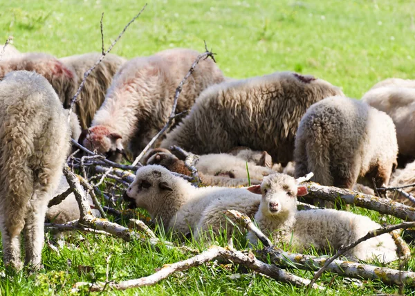 Pecore dalla Transilvania — Foto Stock