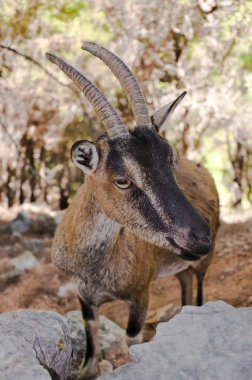 vahşi kri-kri keçi Samiriye gorge, crete, Yunanistan.