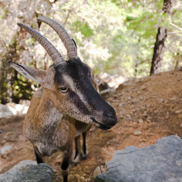 Vahşi kri-kri keçi Samiriye gorge, crete, Yunanistan. — Stok fotoğraf