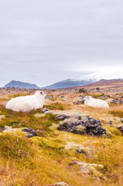 İzlandalı koyunlar