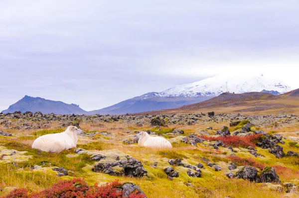 IJslandse sheeps — Stockfoto