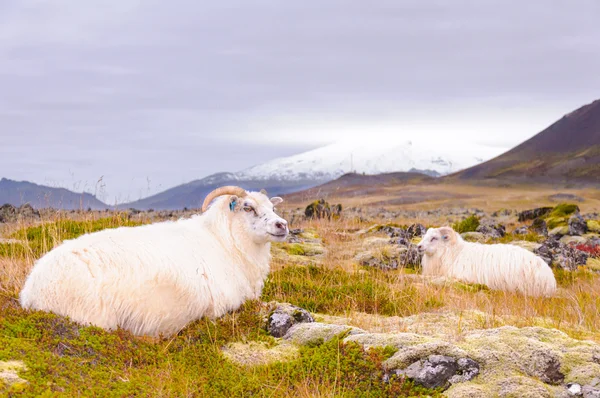 Ovejas islandesas —  Fotos de Stock