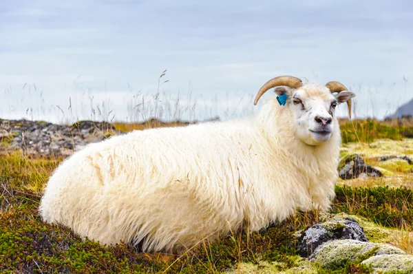İzlandalı koyunlar — Stok fotoğraf