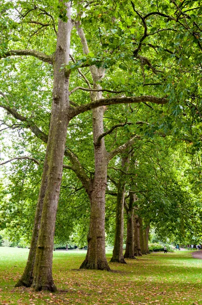 Green trees in park — Stock Photo, Image