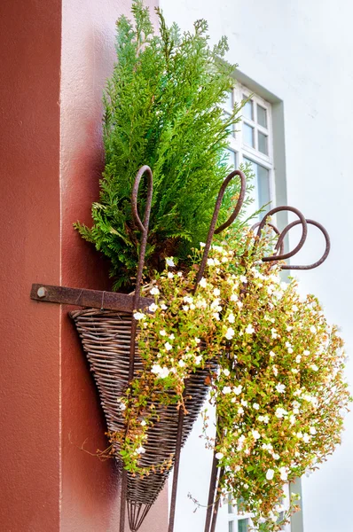 Schöne Blumen in einem Weidenkorb an der Wand — Stockfoto