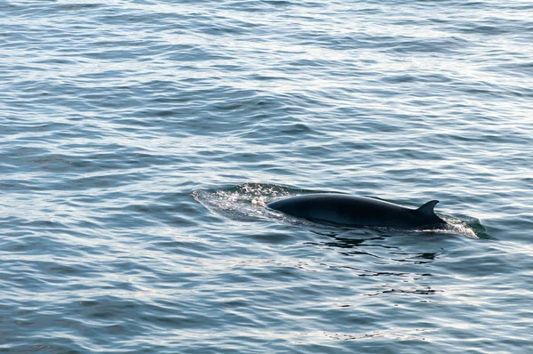 Kambur balina, İzlanda — Stok fotoğraf