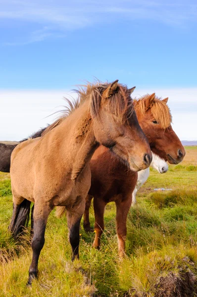 Islandští koně — Stock fotografie
