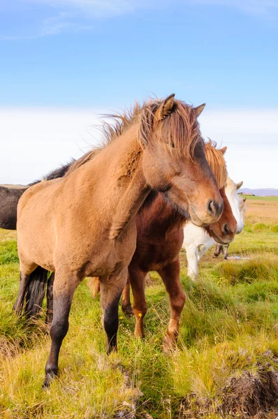 Cavalos islandeses — Fotografia de Stock