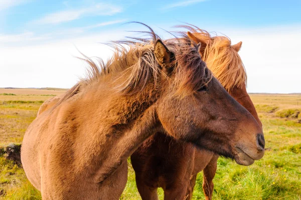 İzlandalı atlar — Stok fotoğraf