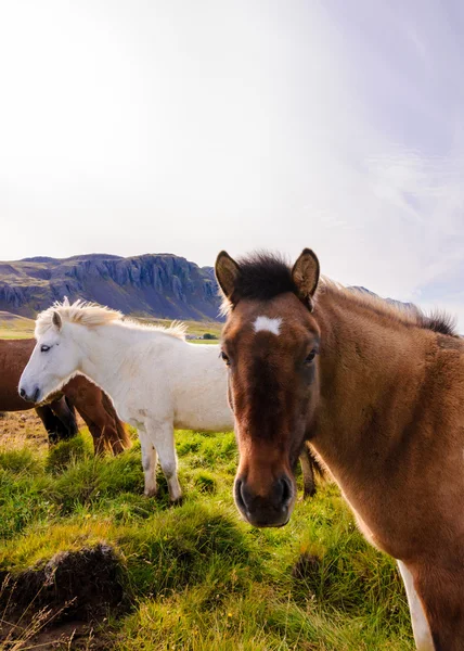 Ісландський коней — стокове фото