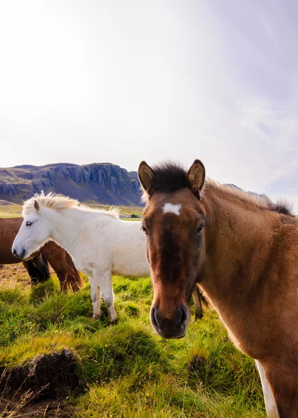 Islandští koně — Stock fotografie