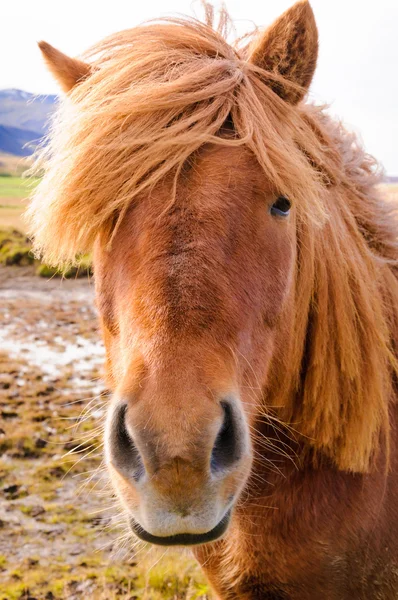 Iceland Horse — Stock Photo, Image