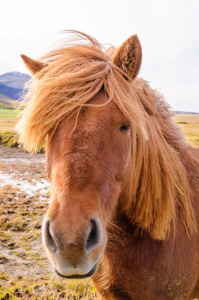 Islandia konia — Zdjęcie stockowe