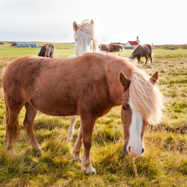 आइसलैंडिक घोड़े — स्टॉक फ़ोटो, इमेज