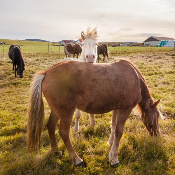Ісландський коней — стокове фото