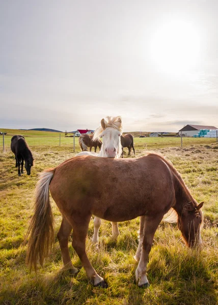 Cavalli islandesi — Foto Stock
