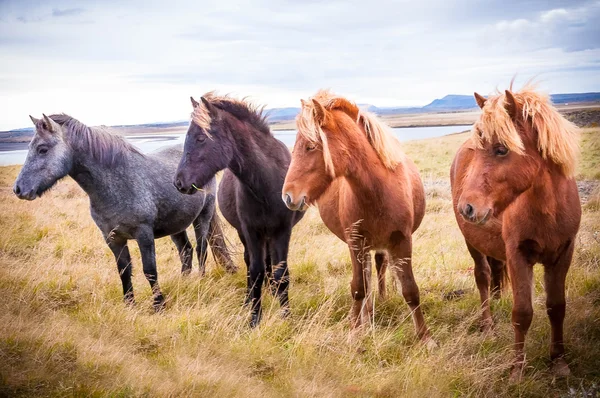 Cavalos islandeses — Fotografia de Stock