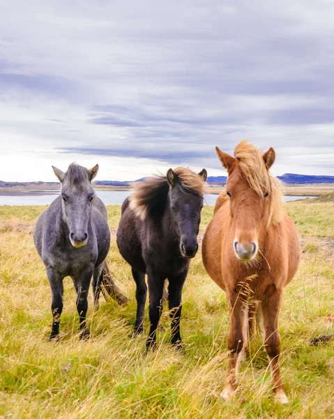 Islandští koně — Stock fotografie