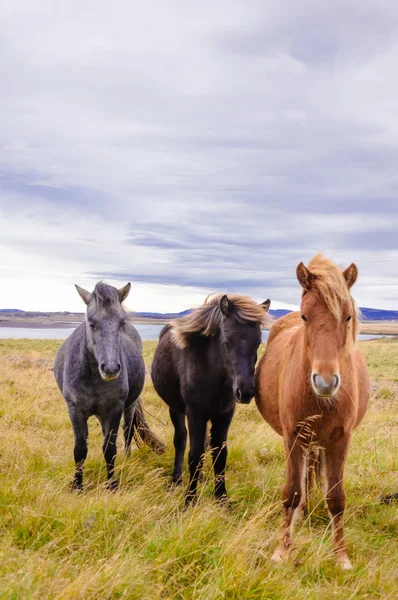 Cavalli islandesi — Foto Stock