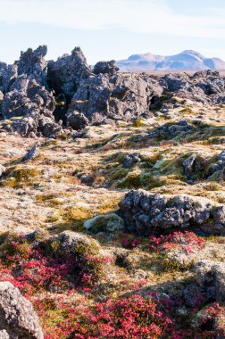 İzlanda'daki lav kayaları