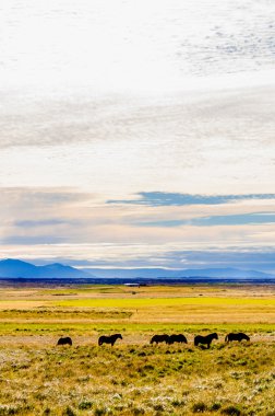 İzlandalı atlar inanılmaz renkli gökyüzü, İzlanda ile güzel bir yeşil alan üzerinde