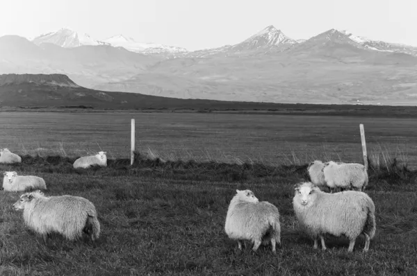 Izlandi juhok a fekete & fehér — Stock Fotó