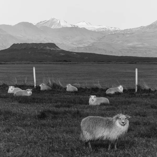 Moutons islandais en noir et blanc — Photo