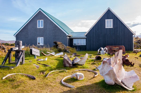 Hvalknogler i DjEdinpalnssandur museum, Island - Stock-foto