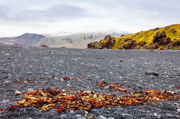 Isländsk strand med svarta lavastenar, Snaefellsnes halvö, Island — Stockfoto