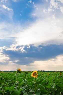 alanın arka planda Günbatımı ile çiçek açan ayçiçeği ile görünüm