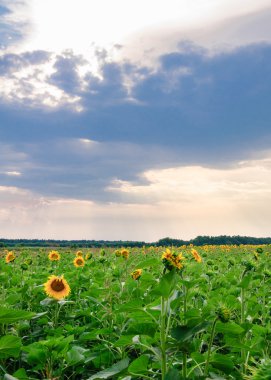 alanın arka planda Günbatımı ile çiçek açan ayçiçeği ile görünüm