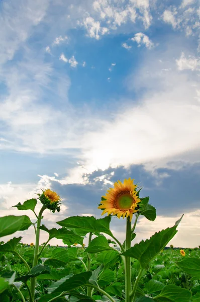 View of field with blooming sunflowers with sunset in background — Stock Photo, Image