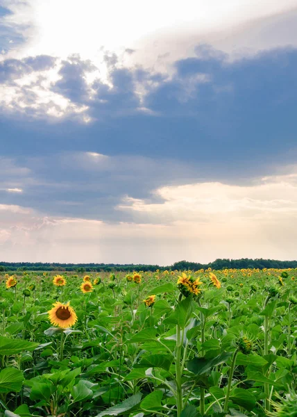 Visa fältet med blommande solrosor med solnedgången i bakgrunden — Stockfoto