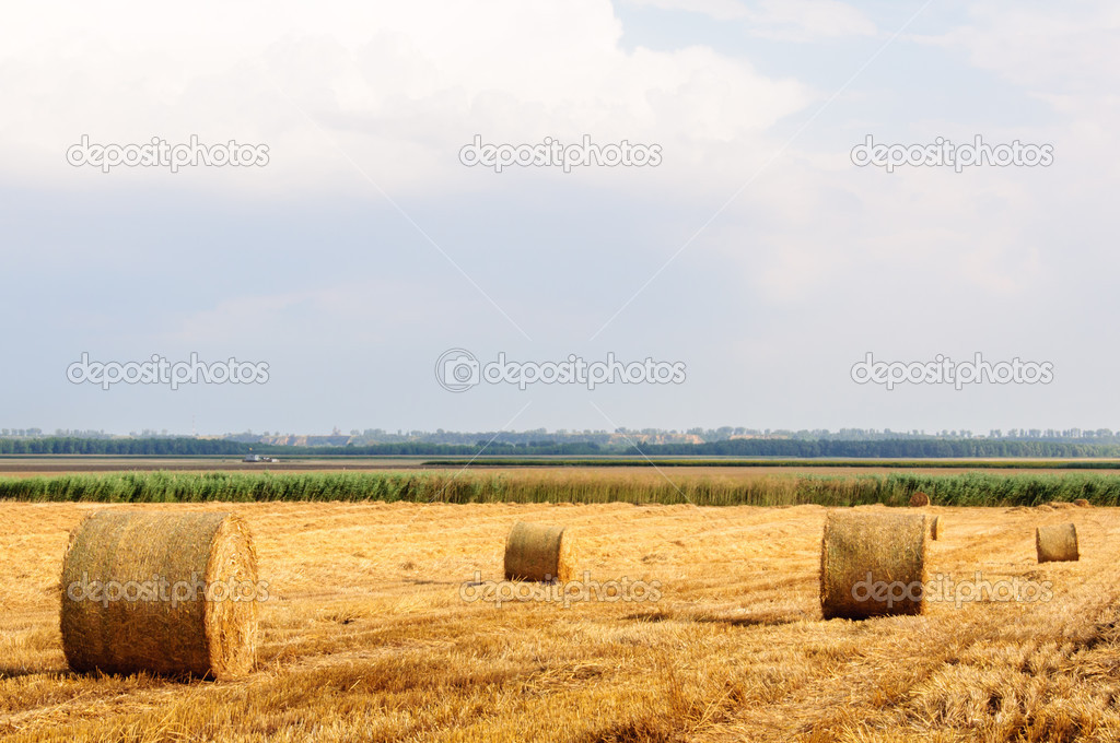 Golden Hay Bales on field after harvesting