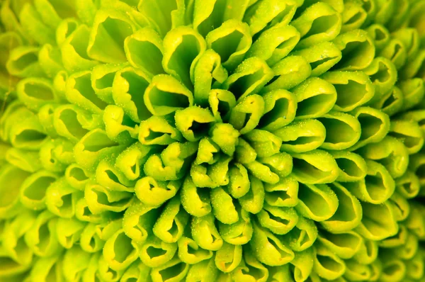 Chrysanthemum green flower closeup, abstract background — Stock Photo, Image