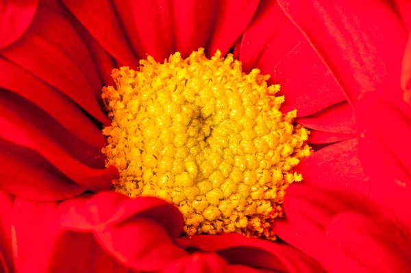 Red and yellow Gerbera flower macro shot — Stock Photo, Image