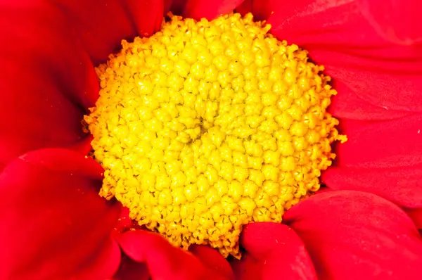 Red and yellow Gerbera flower macro shot — Stock Photo, Image