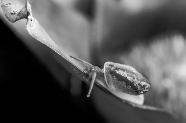 bir salyangoz egzotik bitki üzerinde tek renkli makro çekim