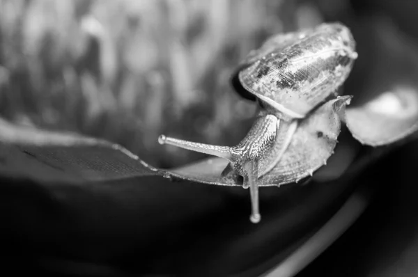 Fekete-fehér makro szemcsésedik-ból egy csiga, egy egzotikus növény — Stock Fotó