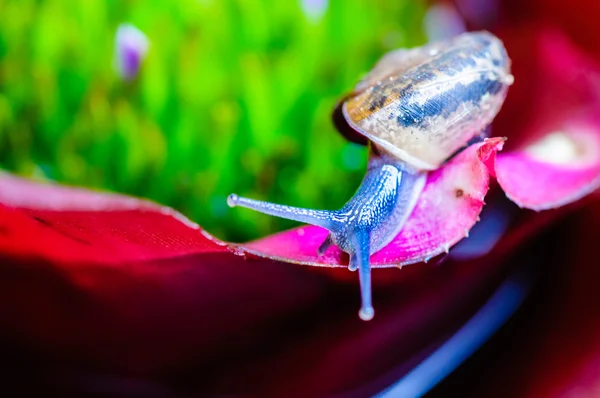 Macro tiro de um caracol em uma planta exótica colorida — Fotografia de Stock