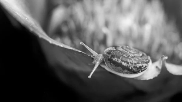 Monochrome macro shot of a snail on an exotic plant — Stock Photo, Image