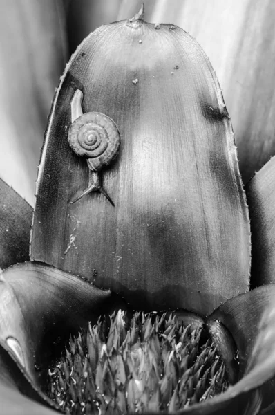 Monochrome macro shot of a snail on an exotic plant — Stock Photo, Image