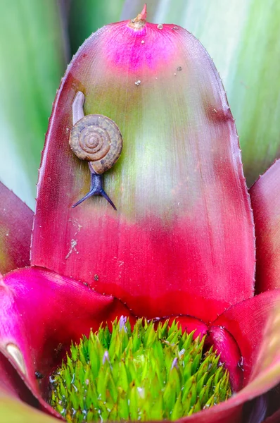 Макро-снимок улитки на красочном экзотическом растении — стоковое фото