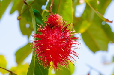 rambutan tropikal meyve ağacındaki Close-Up shot