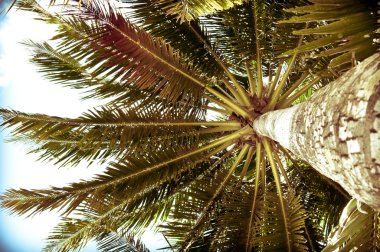 palmiye ağacı retro yaz filtre efekti