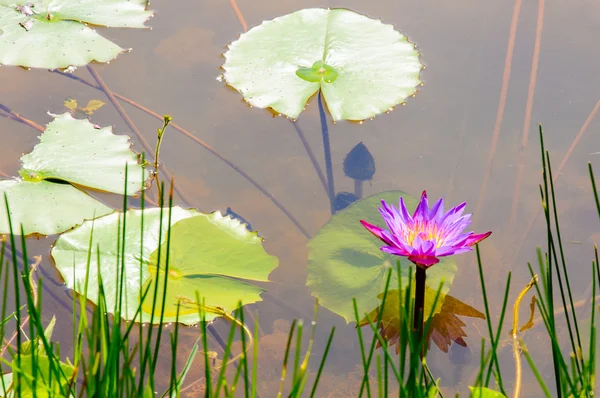 Purple water lily and lotus leaves on water