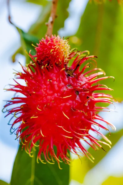 รูปถ่ายใกล้ชิดของผลไม้เขตร้อน Rambutan ในต้นไม้ — ภาพถ่ายสต็อก